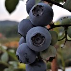 Čučoriedka kanadská (Vaccinium corymbosum) - čučoriedkové KVARTETO 4v1, výška 80-100 cm, kont.C20L 